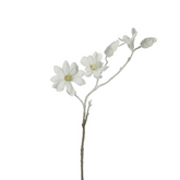 Magnolia Innevata NOEL H74